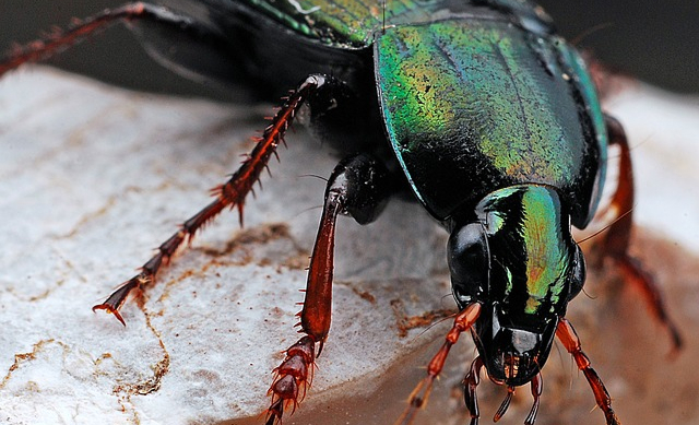 Fly close-up