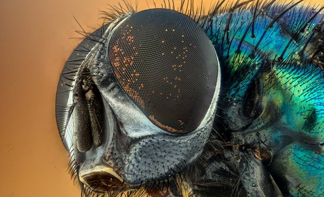 Hornets
