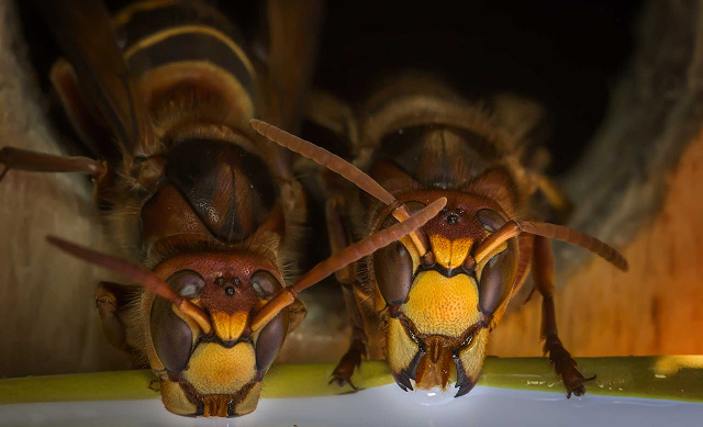 Hornets